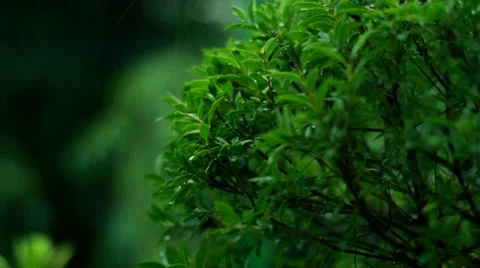 Summer Rain Stock Footage 7741802