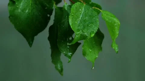 Summer rain Stock Footage 11116171