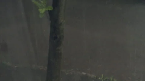 Summer rain Stock Footage 40472747