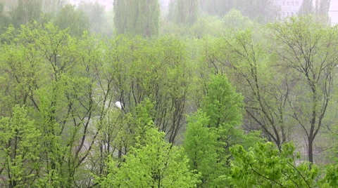 Summer rain Stock Footage 50960612