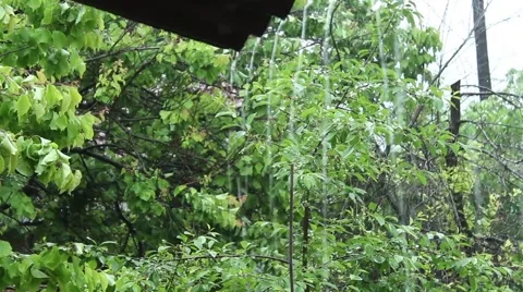 Summer rain 스톡 동영상 51111296