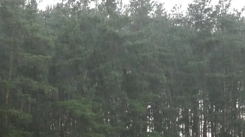 Summer rain Stock Footage 51376795