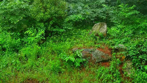 Summer rain: Vidéo 80150640