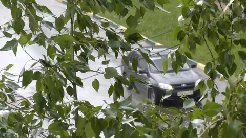 Summer rain Stock Footage 109396718