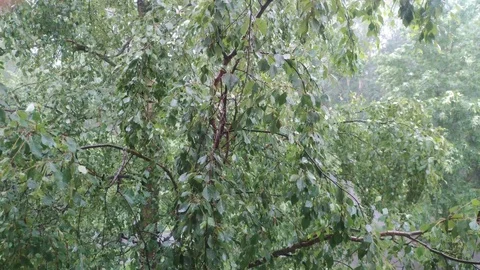 Summer rain Stock Footage 125760227