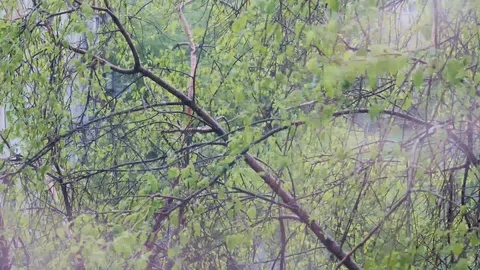 Summer rain Stock Footage 129702819