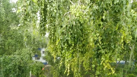 Summer rain Stock Footage 135586461