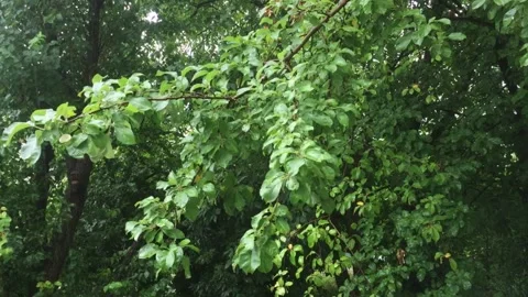 Summer rain Stock Footage 143795739