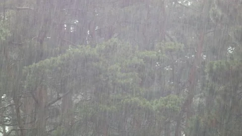 Summer rain Stock Footage 147385882