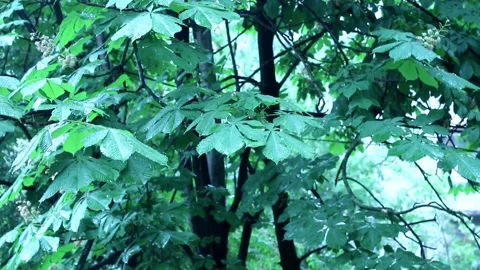 Summer rain Stock Footage 155151208