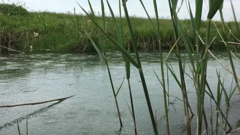Summer rain Stock Footage 159870569