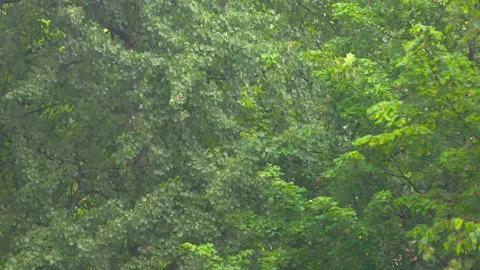 Summer rain Stock Footage 279991099