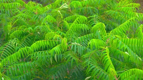 Summer rain Stock Footage 279991100