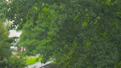 Summer rain Stock Footage 279991104
