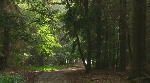Summer rain in the forest Stock Footage 521012