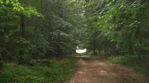 Summer rain in the forest Video stock 521040