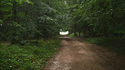 Summer rain in the forest Stock Footage 521137