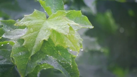 Summer Rain Forest Video stock 77292726