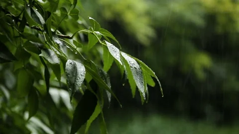 Summer Rain in the Forest Видео 93003552