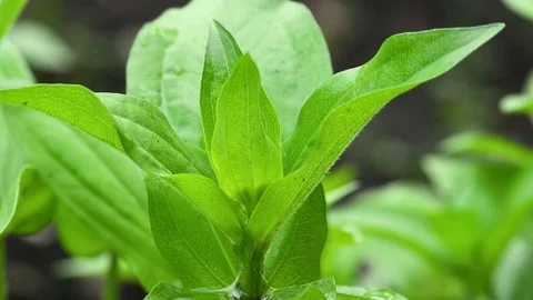 Summer rain in the forest Stock Footage 107044803