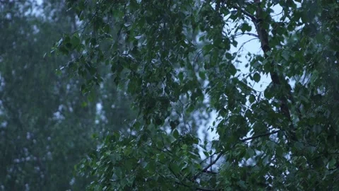 Summer rain in a forest Stock Footage 131565969