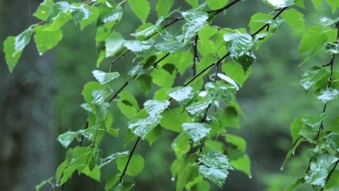 Summer rain in the forest 库存影片 258847488