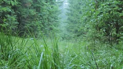 Summer rain in the forest Stock Footage 258847510