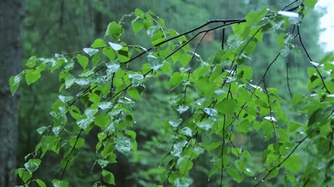 Summer rain in the forest Stock Footage 258847564