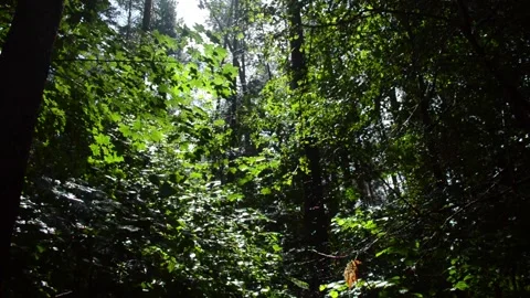 Summer rain in the forest, maple trees Stock Footage 98181241