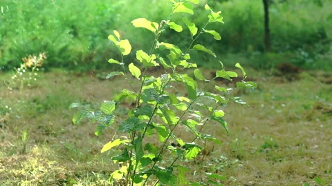 Summer rain in the forest, raindrops and sun on a warm summer day. Slow motion Stock Footage 158621225
