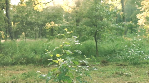 Summer rain in the forest, raindrops and sun on a warm summer day against of Stock Footage 158621315