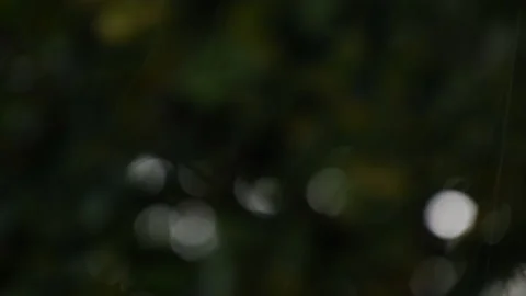 Summer rain in forest, shallow depth of field Stock Footage 135649776