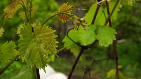 Summer rain in the garden. Stock Footage 76988298