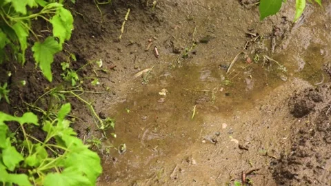 Summer rain in the garden Stock Footage 132483472