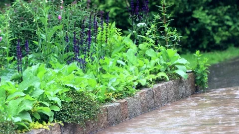 Summer rain in the garden Stock Footage 214759194