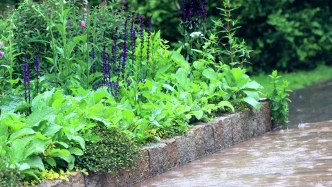 Summer rain in the garden Stock Footage 231040574