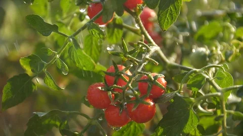 Summer rain goes to a bush with cherry tomatoes in the sun Stock Footage