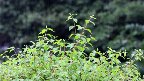 Summer rain on green leaves Stock Footage 215763854