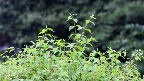 Summer rain on green leaves Stock Footage 218767668