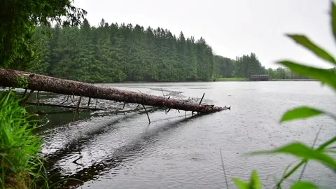 Summer rain lake surface rain drops selective focus Stock Footage 276388108