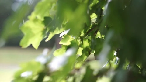 Summer Rain, leaf and sunlight, spring, tree Stock Footage 93047341