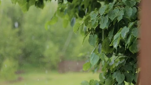 Summer rain leaves Stock Footage 74924310