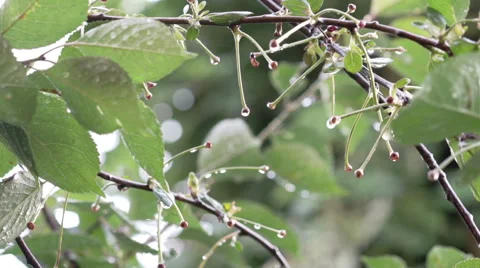 Summer rain on leaves slow motion Stock Footage 65487828
