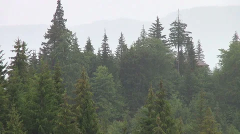 Summer rain in the mountains, landscape, pine trees Stock Footage 31814814