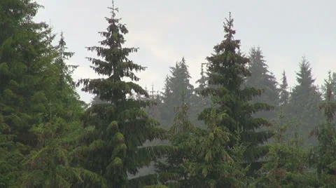Summer rain in the mountains, landscape, pine trees Stock Footage 31815101