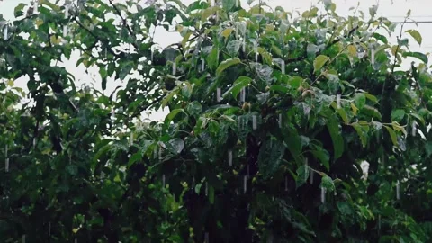 Summer Rain over Apple Trees - 4K Stock Footage 265499230