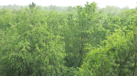 Summer rain in the park Видео 64621328