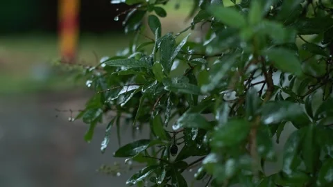 Summer rain in the park, showcasing stylish and functional accessories for rainy Stock Footage 277643046