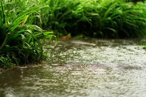 Summer rain Stock Photos