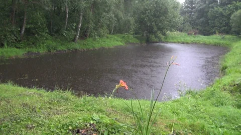 Summer rain on pond in forest Stock Footage 28387453
